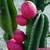 🌵Peruvian Apple Cactus  Also called Pitaya🌵 1 thumbnail