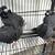 Pigeons 2 thumbnail