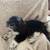 Shih Tzu Maltese mix 3 thumbnail