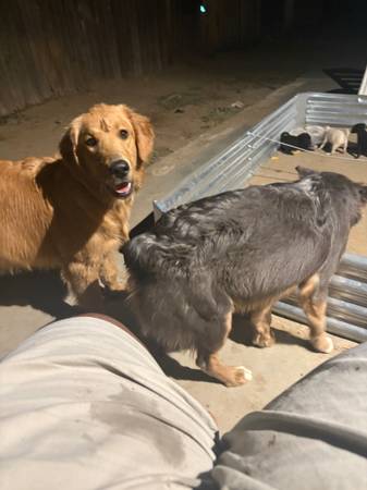 Female golden retriever 1