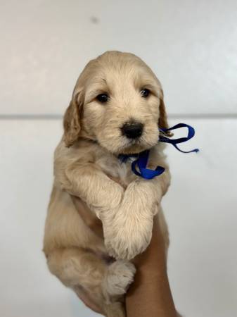 Rehoming goldendoodles63945411969539121