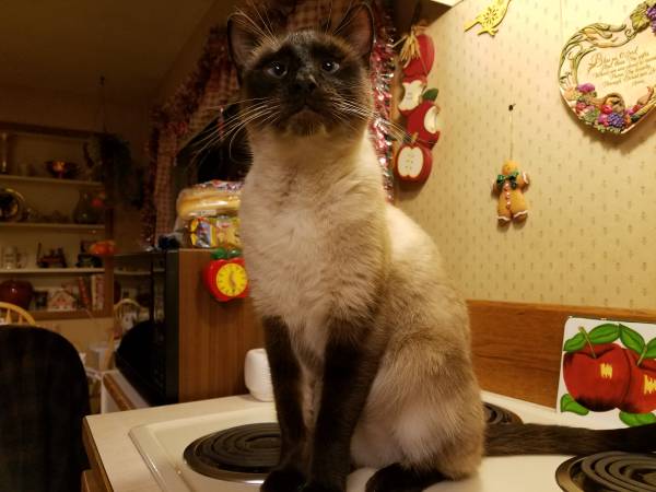 Gato siamés perdido o robado (Bellingham)63613583170435121