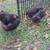 Orpington chickens 4 thumbnail