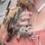 Pullets 16 thumbnail