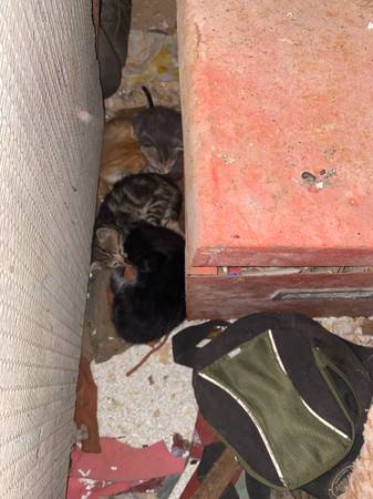 Fee kittens r 1