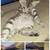 Siberian Savannah Kittens 11 thumbnail