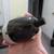 Frankenstein'd harmonica bullet microphone 2 thumbnail
