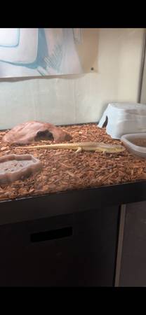 Schneider Skink 1