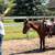 Young Mustang Gelding 15 thumbnail