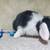Holland lop rabbit 7 thumbnail