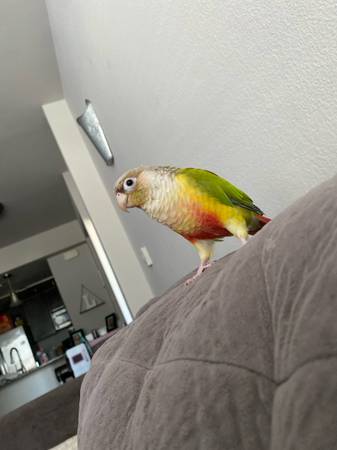 Reubicación de cotorra piña (Las Vegas)63860184336771121