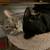 3 Awesome Bonded Foster Cats need a special home 5 thumbnail