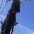 TREE , PALM TREE , STUMP REMOVAL AND HAULING SERVICES  (Bay Area) 16 thumbnail