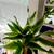 Colorful plants in cermic planters 10 thumbnail