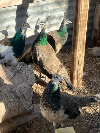 Peacocks! 1