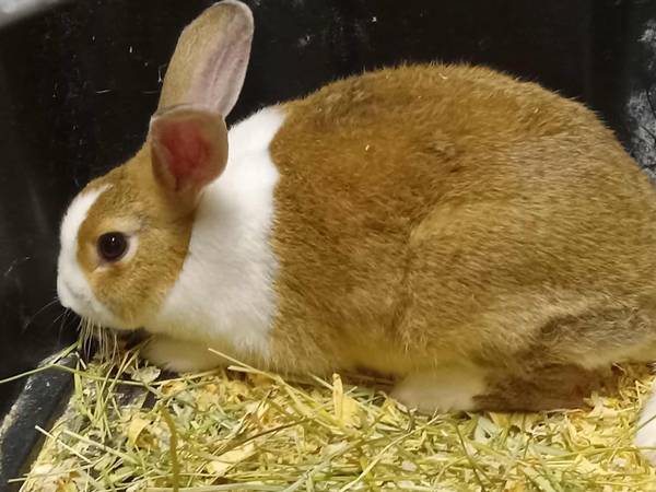 Rabbits (Johnson City)63924600144387121