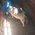 Boar kune pigs for sale 3 thumbnail