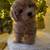 Toy poodles 1 thumbnail