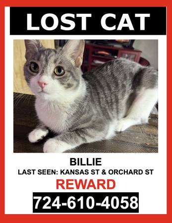 LOST CAT - WHITE, TAN, GRAY / TABBY / FEMALE - $$ Reward $$ 1