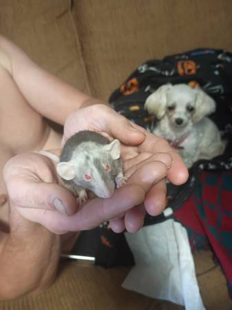 Ratas mascotas (Fyffe)63612565824513124