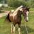 Morgan saddlebred horse 1 thumbnail