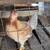 Gallos,hens,hennies,gamefowl,gallinas,roosters 7 thumbnail