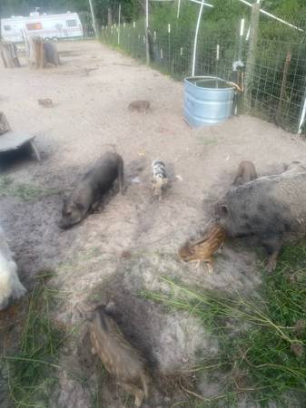 Potbelly pigs (Lyons)63752346656769121