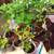 Pot of Big SPIDER PLANTS With BABIES-Air Cleaner Houseplant 2 thumbnail