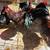 Bantam Single Comb Dark Brown Leghorn Chickens 1 thumbnail