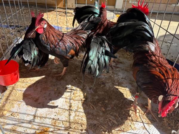 Bantam Single Comb Dark Brown Leghorn Chickens 1