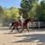 Versatile Warmblood Gelding for Sale 12 thumbnail