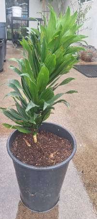 House plant Dracaena fragrans 'Janet Craig dark green leaves 1