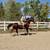 Stunning Versatile Gelding Broke to Ride, Drive & Jump 8 thumbnail