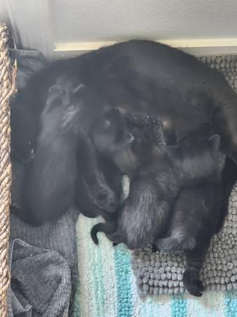 Kittens Ready for Their New Forever Homes (Sumner)63874560745985120