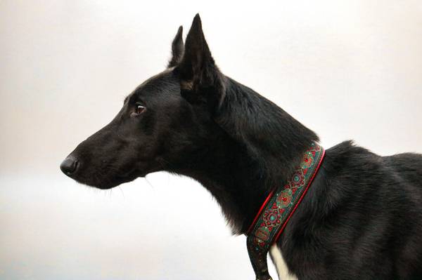 Large Dog (lisbon)63843455314049120