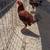 Rooster for sell 2 thumbnail