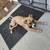 American bulldog mix puppy 10 thumbnail