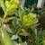 BLOOMING X-LARGE 6 ft  JADE PLANT in a TERRA - COTTA  POT PLANTER 2 thumbnail