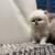 Ragdoll/Persian kitten (female) 3 thumbnail