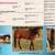 AQHA Broodmares 2 thumbnail