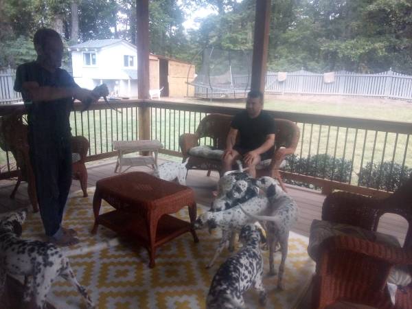 Sweet dalmatian puppies need a home! (Jonesboro)63987243865474120