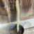 Available 10/25 - Golden Rats Tail Cactus Live Potted Plant in 1 Gal 3 thumbnail