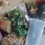 silk trees, boxes of silk flowers, silk plants in baskets, dry flowers 4 thumbnail