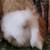 Teddywidder Bunnies 1 thumbnail