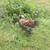 Roosters-Olive Egger, bantam silkie/cochin 1 thumbnail
