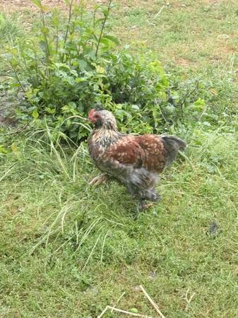 Roosters-Olive Egger, bantam silkie/cochin 1