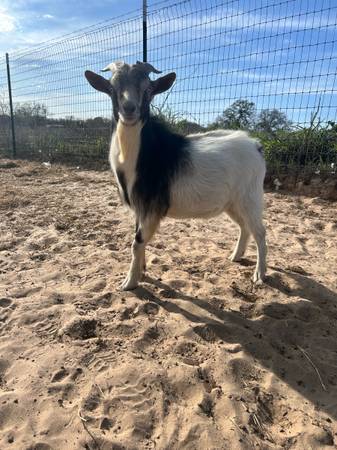 Wethers Nigerian Dwarf 1
