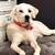 Great Pyrenees Lab Mix 2 thumbnail