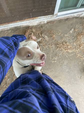 Red nose Pitbull needs rehoming (Oceanside)63955847585667121