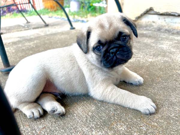 Pug puppy for sale 1